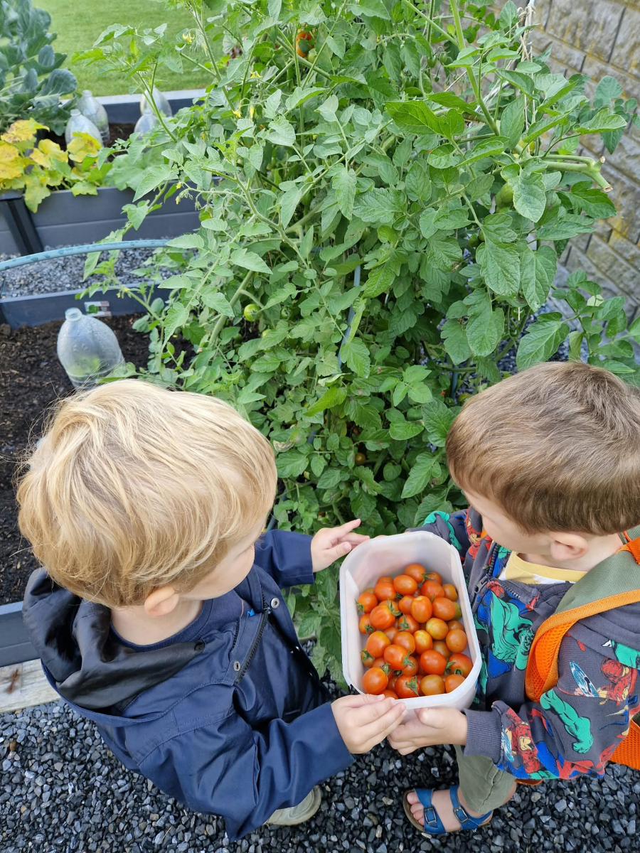 Twee jongetjes houden samen een bak met geoogste kerstomaatjes bij een tomatenplant in een tuin.